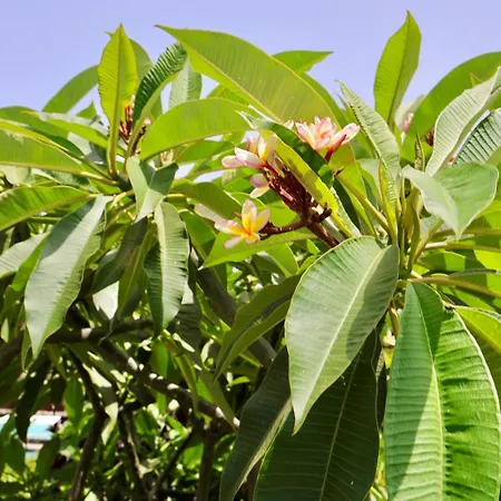 빌라 Golden Wave 라하레스